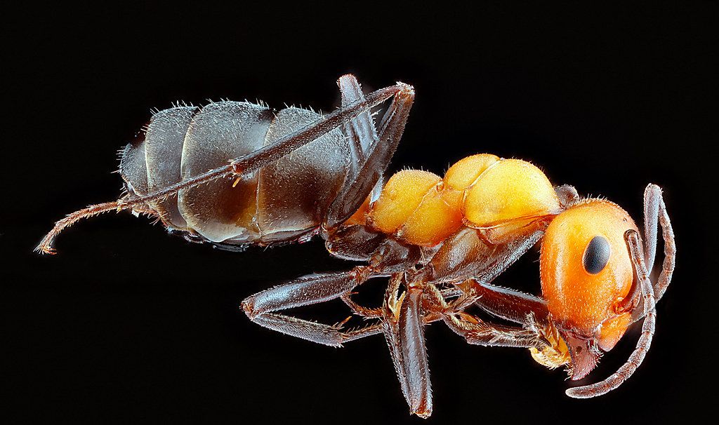 Ant Control service in Lowell, MA