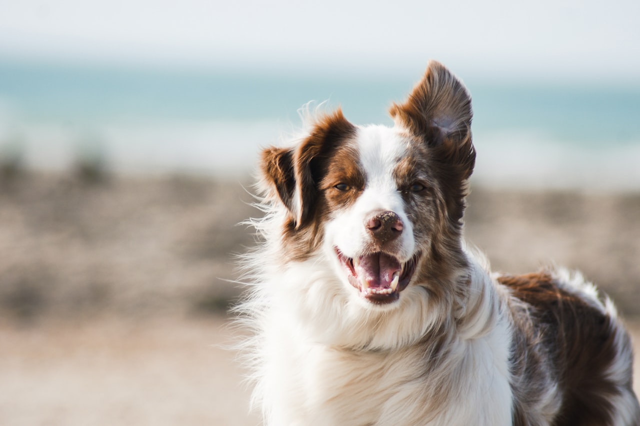 Flea & Tick Control service in Lowell, MA
