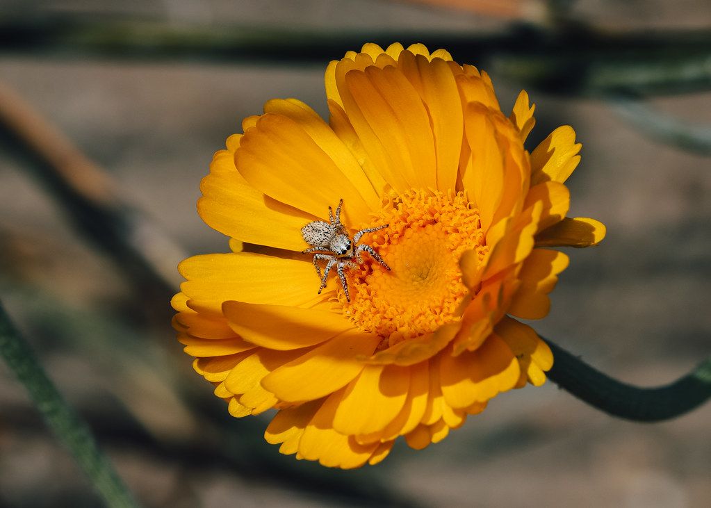 Spider Control service in Lowell, MA
